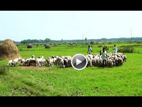 Goat Farming in a village in Andhra Pradesh, India, Video