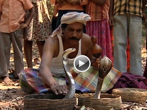 Sound Of Cobra, Snake Charmer, Kerala, India, Video